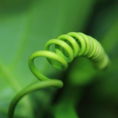 Cover image for research topic "Global Impacts of Invasive Plant Species in Forest Ecosystems"