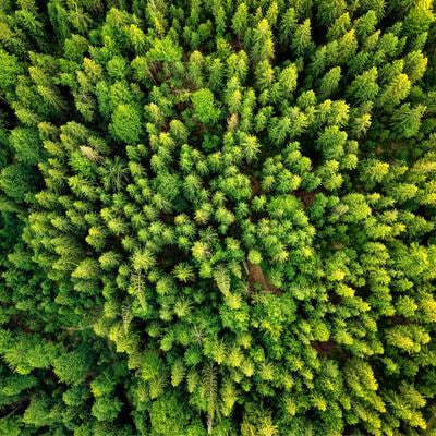Cover image for research topic "The Contribution of Managed Forestry and the Driving Variables in Climate Change Mitigation and Adaptation"