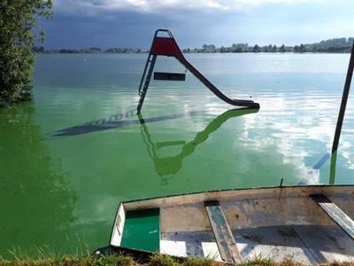 Cover image for research topic "Ecology and molecular biology of bloom-forming cyanobacteria"