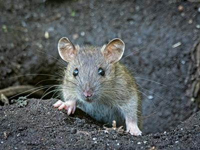 Cover image for research topic "Rodent-borne Diseases: "One Health" Perspectives"