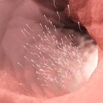 Cover image for research topic "Mammalian Spermatogenesis: Genetic and Environmental Factors"