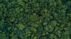 Cover image for research topic "Mapping Microbial Diversity onto the Phylogeny of Associated Plant Species"