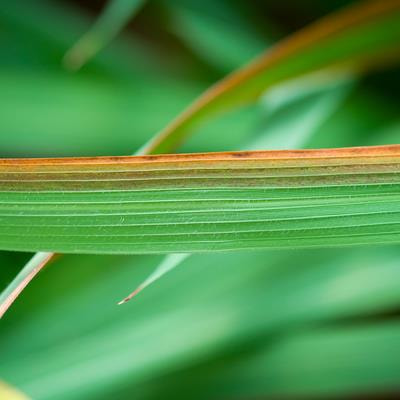 Cover image for research topic "Recent Advances in Iron Excess Toxicity and Its Interaction With Metals in Plants"
