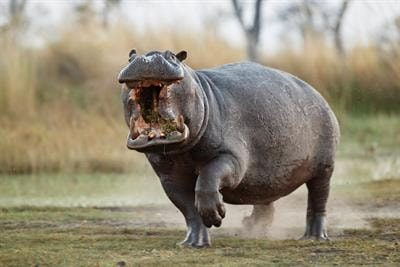 Cover image for research topic "Comparative Cranial Morpho-Physiology Applied to Domestic and Wild Animals"