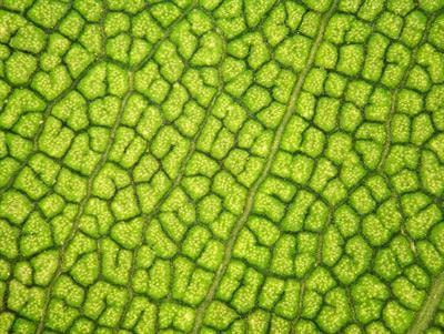 Cover image for research topic "Green Veterinary Pharmacology and Toxicology: A “One Health” Approach Milestone"