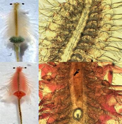 Cover image for research topic "Host Manipulation by Parasites: Honoring David Georges Biron"