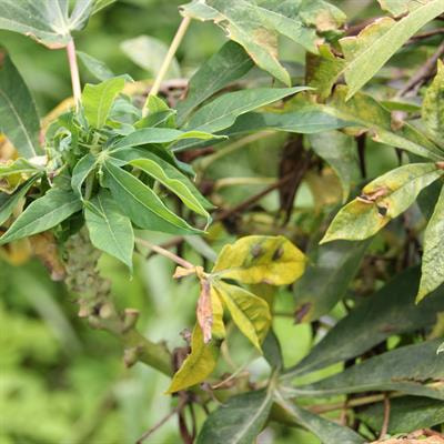 Cover image for research topic "Hormones and Biostimulants in Plants:  Physiological and Molecular Insights on Plant Stress Responses"