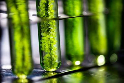 Cover image for research topic "Plant Derived Bioactive Compounds in the Management and Treatment of Metabolic Syndrome"