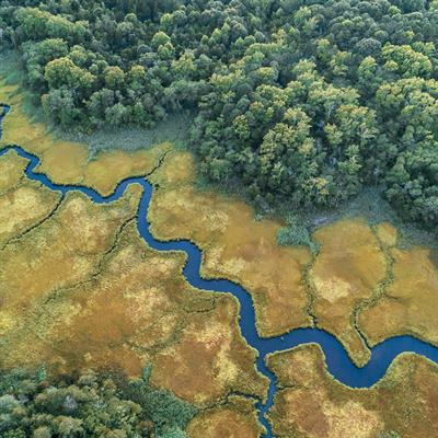 Cover image for research topic "Degradation, Ecological Restoration and Adaptive Management of Estuarine Wetlands under Intensifying Global Changes, volume II"