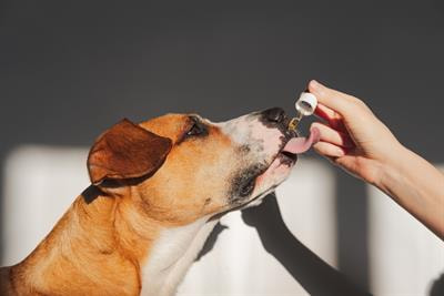 Cover image for research topic "Use of Cannabis Derivatives in Veterinary Medicine"