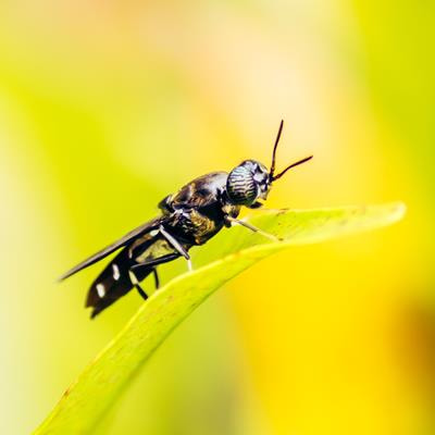 Cover image for research topic "Gut Microbiome in Black Soldier Fly (Hermetia illucens L.) Larvae: Symbiosis, Function, and Application"