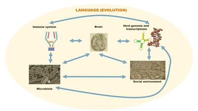 Cover image for research topic "Language at the Interface Between the Immune System and the Brain"
