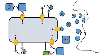Cover image for research topic "Role of Iron in Bacterial Pathogenesis"