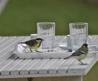 Cover image for research topic "Behavioural and Ecological Consequences of Urban Life in Birds"