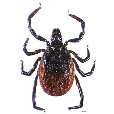 Cover image for research topic "Tick-host-pathogen Interactions"