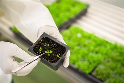 Cover image for research topic "Transcriptional Regulation and Posttranslational Modifications in Plant Growth and Development Under Abiotic Stresses"
