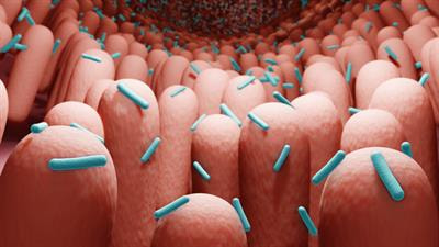 Cover image for research topic "Gut Microbiota: Allied with Livestock Nutrition, Health, And Welfare"