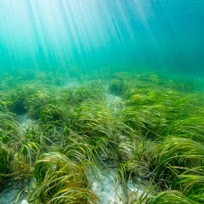 Cover image for research topic "Seagrasses and Climate Change: Challenges and Opportunities"
