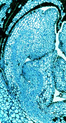 Cover image for research topic "Evolution of Reproductive Organs in Land Plants"