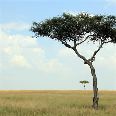 Cover image for research topic "Global Excellence in Ethnopharmacology: Africa"