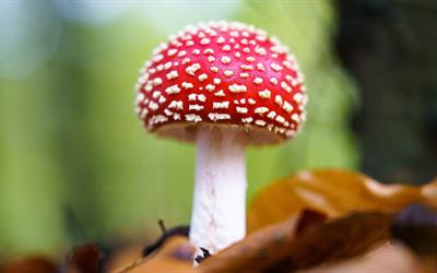 Cover image for research topic "Risk Assessment of Mycotoxins on Metabolism, Immunity, and Intestinal Health"