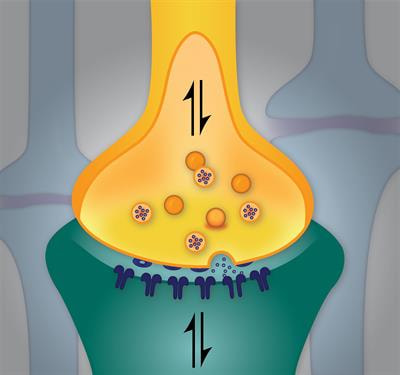 Cover image for research topic "The Role of Trafficking in Synaptic Development, Maintenance, and Plasticity"