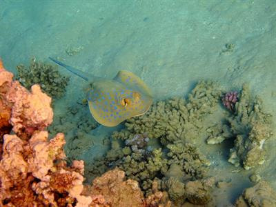 Cover image for research topic "Seafloor Processes: Geomorphology, Sediment-Ocean Interaction and Natural Resources"