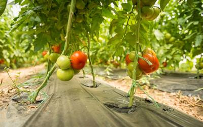 Cover image for research topic "Microbiome Associated With Plant Pathogens, Pathogenesis, and Their Applications in Developing Sustainable Agriculture"