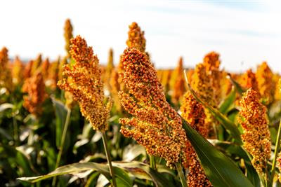 Cover image for research topic "Advances in Environmental Stress Biology and Important Agronomic Traits Improvement in Non-staple Crops"