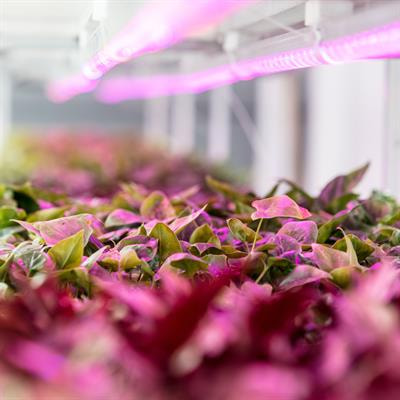 Cover image for research topic "Growth and Quality Formation Regulated by Light in Horticulture Plants"