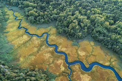 Cover image for research topic "Carbon Sinks in Coastal Wetlands: Influences From Multiple Factors"