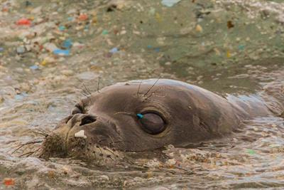 Cover image for research topic "Plastic Pollution"