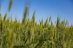 Cover image for research topic "Safe Utilization of Heavy Metals Pollution in Soils for Healthy Food"