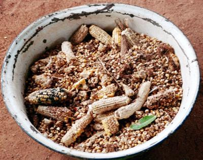 Cover image for research topic "Mycotoxins and Their Management in Sustainable Food Systems"