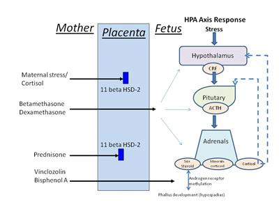 Cover image for research topic "Sex Differences in Fetal and Neonatal Outcomes"
