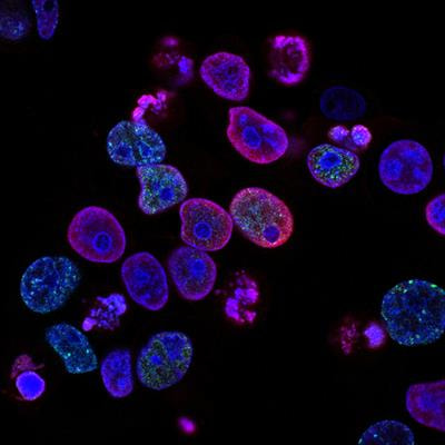 Cover image for research topic "Emergence of Dynamic Membranes – Role of Terpenoids in the Evolution of Membrane Organization and Regulation"