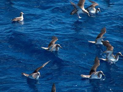 Cover image for research topic "The Ecological Significance of Marine Top Predators: From Key Stone Species To Environmental Sentinels"