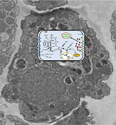 Cover image for research topic "Pathometabolism of Intracellular Bacteria"