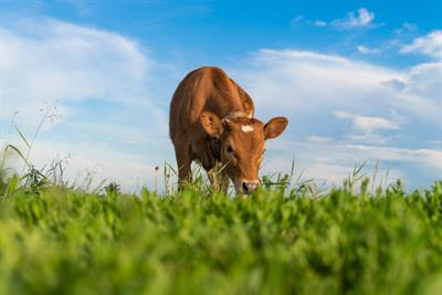 Cover image for research topic "IgE Mediated and Non IgE Mediated Cow's Milk Protein Allergy"