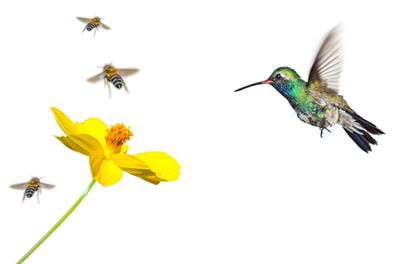 Cover image for research topic "Visual Control of Avian Flight"