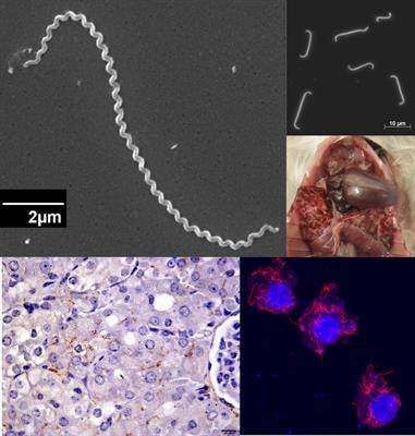 Cover image for research topic "Pathogenesis of Leptospira"