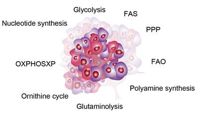 Cover image for research topic "Metabolism of Cancer Cells and Immune Cells in the Tumor Microenvironment"