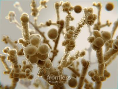 Cover image for research topic "Fungal Virulence"
