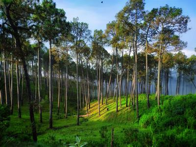 Cover image for research topic "Forest Carbon Dynamics and Management Practices"