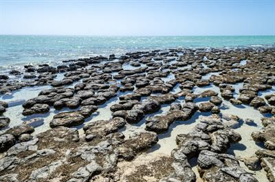 Cover image for research topic "Fate and Transport of Terrestrial Materials to the Sea and Their Effect on Coastal Eutrophication, Deoxygenation and Acidification"