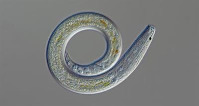 Cover image for research topic "Physiological Alterations of Nematodes Influenced by Cross-Phylum Symbioses"