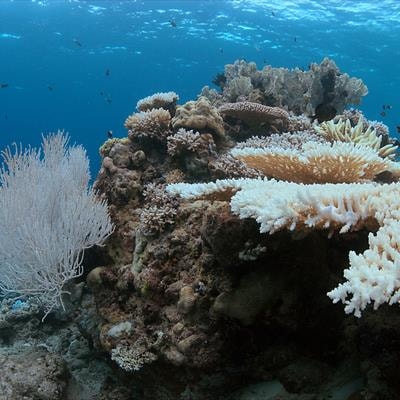 Cover image for research topic "The Cellular Stress Response and Physiological Adaptations of Corals Subjected to Environmental Stressors and Pollutants, volume II"
