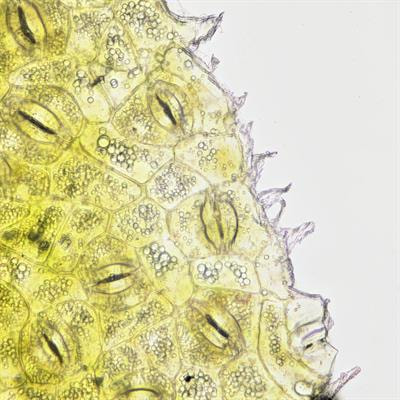 Cover image for research topic "Structure-Function Relationships in Photosynthetic Energy and Electron Transport"