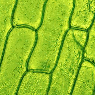 Cover image for research topic "Plant-Derived Natural Compounds in Drug Discovery: The Prism Perspective between Plant Phylogeny, Chemical Composition, and Medicinal Efficacy, Volume II"