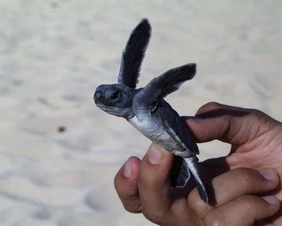 Cover image for research topic "Advances in the Biology and Conservation of Marine Turtles"